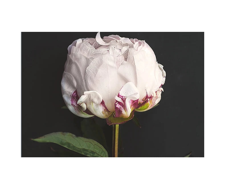 Modern Simple Pink Floral Wall Art Fine Art Canvas Prints - Scandinavian Style Botanic Pictures For Living Room Dining Room Kitchen Art Decor For Contemporary Interiors