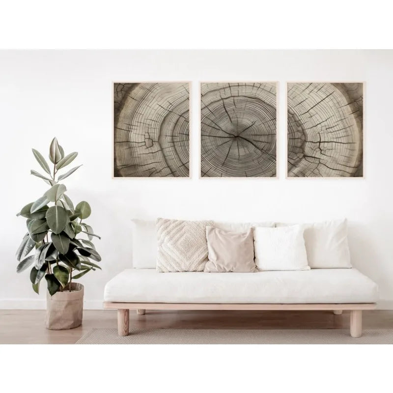 Three framed square wall art prints showing tree trunk cross-sections in a neutral gray and beige palette, displayed above a white sofa in a bright, modern living room with a potted plant.